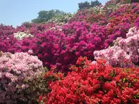 西山公園の写真・動画_image_133131