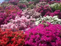 西山公園の写真・動画_image_133132
