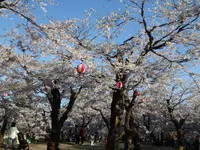 五稜郭公園の写真・動画_image_133138