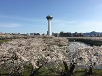 五稜郭公園の写真・動画_image_133139