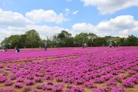 Flower village 花夢の里の写真・動画_image_133172