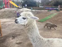 阿蘇カドリー・ドミニオンの写真・動画_image_133317