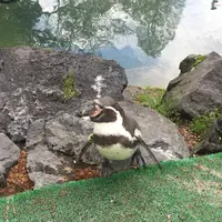 阿蘇カドリー・ドミニオンの写真・動画_image_133323