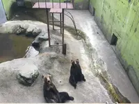 阿蘇カドリー・ドミニオンの写真・動画_image_133325