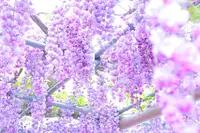 曼陀羅寺公園の写真・動画_image_133535