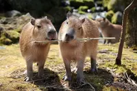 阿蘇カドリー・ドミニオンの写真・動画_image_133560