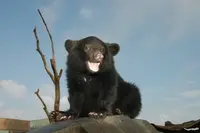 阿蘇カドリー・ドミニオンの写真・動画_image_133561