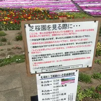 札苅芝桜園の写真・動画_image_133583