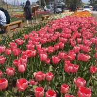 サラキ岬の写真・動画_image_133611