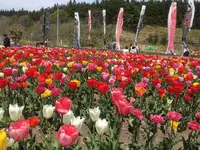 サラキ岬の写真・動画_image_133613