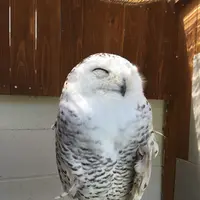 しろとり動物園の写真・動画_image_133757