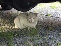 今戸神社の写真・動画_image_133950