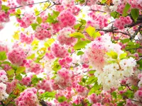 あしかがフラワーパークの写真・動画_image_134017