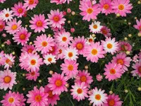 あしかがフラワーパークの写真・動画_image_134018