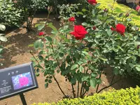 旧古河庭園の写真・動画_image_134083