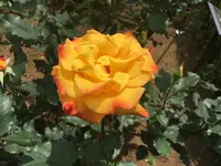 旧古河庭園の写真・動画_image_134084