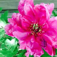 浄明寺の写真・動画_image_134263