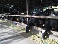 （有）安富牧場の写真・動画_image_134427