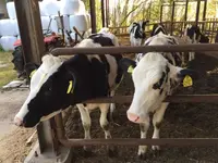 （有）安富牧場の写真・動画_image_134429