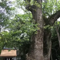 伊弉諾神宮の写真・動画_image_134856