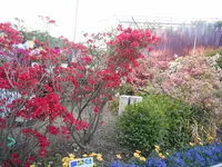 あしかがフラワーパークの写真・動画_image_134866