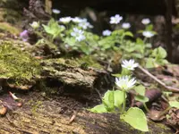 花貫渓谷の写真・動画_image_135267