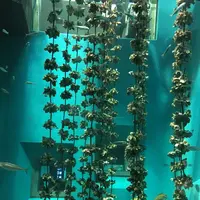 宮島水族館 みやじマリンの写真・動画_image_135360
