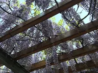 清澄公園の写真・動画_image_135498