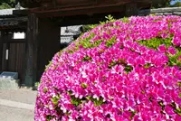 延命寺の写真・動画_image_135535