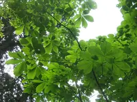 出羽三山神社の写真・動画_image_135614