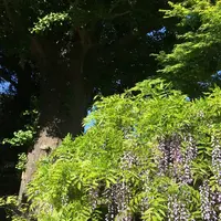 長谷寺の写真・動画_image_135976