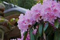 横峰寺の写真・動画_image_136090