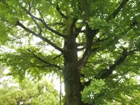 八幡神社の写真・動画_image_136281