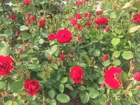 中之島公園の写真・動画_image_136606