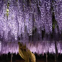 あしかがフラワーパークの写真・動画_image_136949