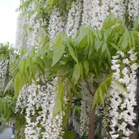 あしかがフラワーパークの写真・動画_image_136962