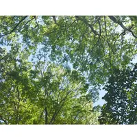 砧公園の写真・動画_image_137022