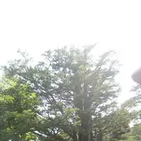 白川郷合掌造りの写真・動画_image_137138