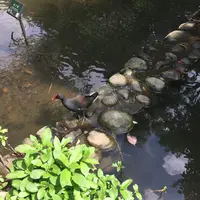 台北植物園の写真・動画_image_137674