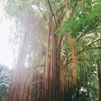 台北植物園の写真・動画_image_137676