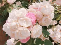 山下公園の写真・動画_image_138321