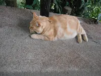 恋人岬の写真・動画_image_138341