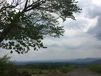 前原の一本桜の写真・動画_image_138359