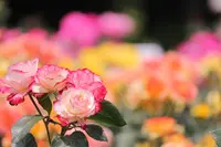 庄内緑地公園の写真・動画_image_138512