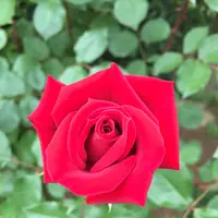 花フェスタ記念公園の写真・動画_image_138845