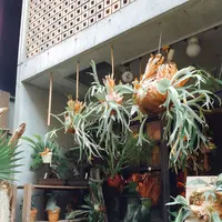 葉花の写真・動画_image_139010