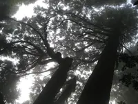 幣立神宮（幣立神社）の写真・動画_image_139075