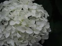 成就院の写真・動画_image_139176