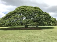 モアナルア・ガーデンズの写真・動画_image_140087