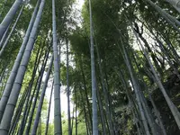 明月院（あじさい寺）の写真・動画_image_140251